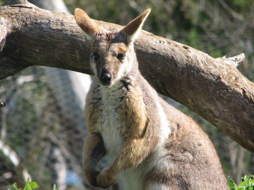 Yellow-footed Rock Wallaby, Monarto Zoo, South Australia Yellow-footed Rock Wallaby, Monarto Zoo, South Australia