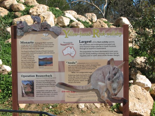 Yellow-footed Rock Wallaby, Monarto Zoo, South Australia Yellow-footed Rock Wallaby, Monarto Zoo, South Australia