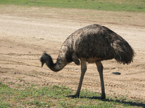 Emu at Monarto Zoo, South Australia