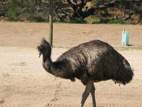 Emu at Monarto Zoo, South Australia