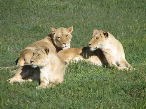 Lions, Monarto Zoo, South Australia Lions, Monarto Zoo, South Australia