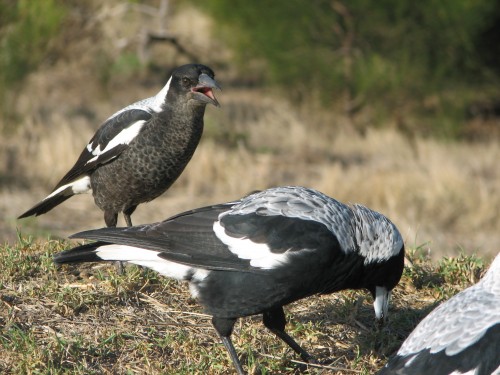 Australian Magpies, Victor Harbor