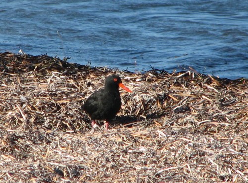 Sooty Oystercatcher, Victor Harbor