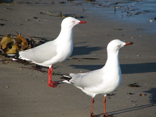Silver Gulls, Victor Harbor