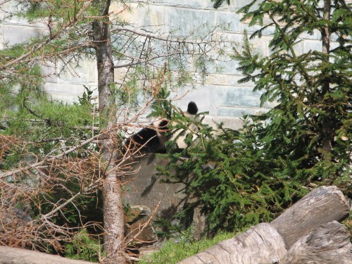 Giant Panda enclosure, Adelaide Zoo, South Australia