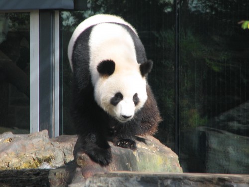 Giant Panda, Adelaide Zoo, South Australia