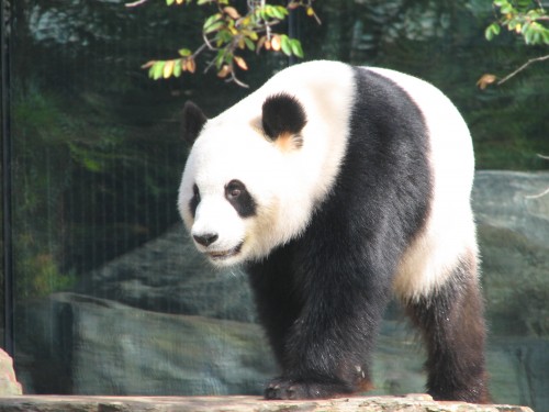 Giant Panda, Adelaide Zoo, South Australia