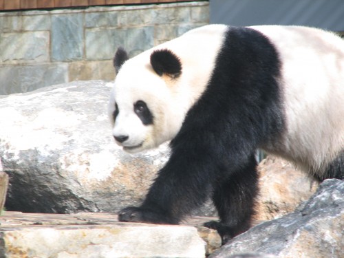 Giant Panda, Adelaide Zoo, South Australia