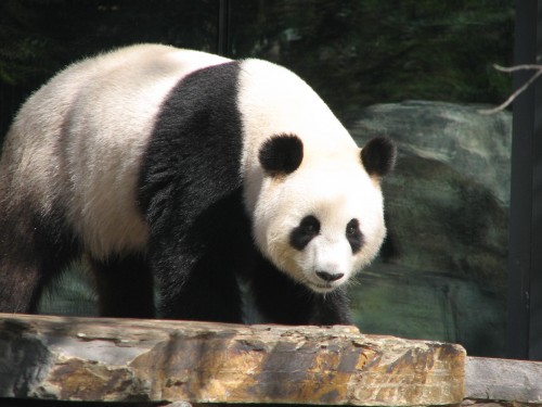 Giant Panda, Adelaide Zoo, South Australia Giant Panda, Adelaide Zoo, South Australia
