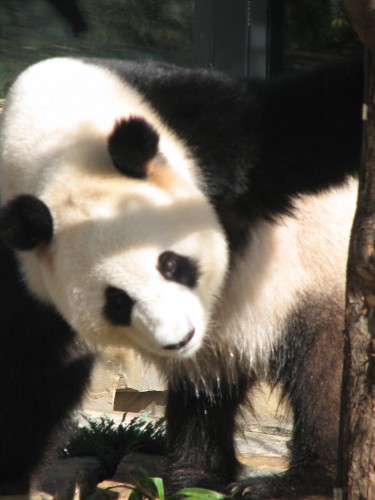 Giant Panda, Adelaide Zoo, South Australia