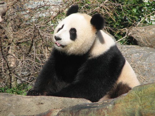 Giant Panda, Adelaide Zoo, South Australia Giant Panda, Adelaide Zoo, South Australia