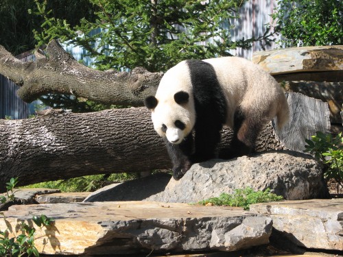 Giant Panda, Adelaide Zoo, South Australia Giant Panda, Adelaide Zoo, South Australia