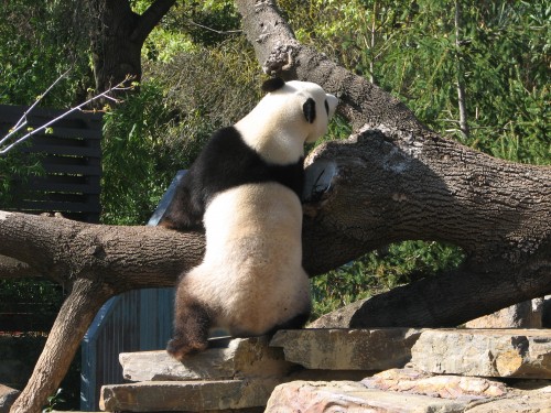 Giant Panda, Adelaide Zoo, South Australia Giant Panda, Adelaide Zoo, South Australia
