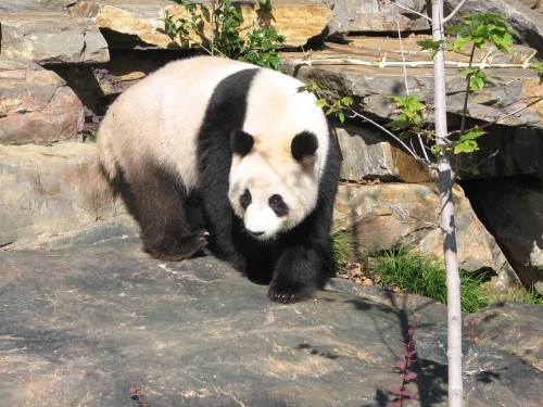 Giant Panda, Adelaide Zoo, South Australia Giant Panda, Adelaide Zoo, South Australia