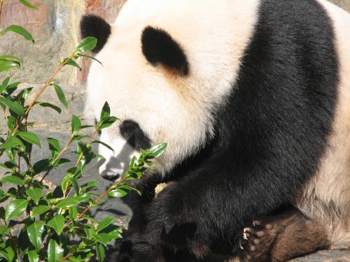 Giant Panda, Adelaide Zoo, South Australia Giant Panda, Adelaide Zoo, South Australia