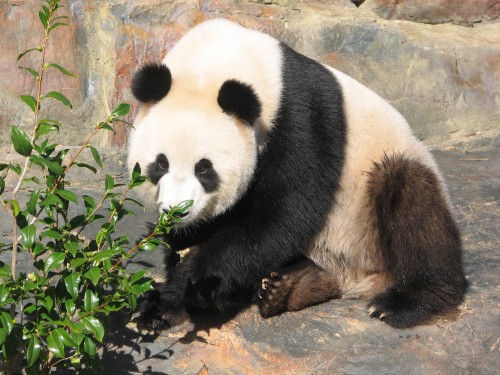 Giant Panda, Adelaide Zoo, South Australia Giant Panda, Adelaide Zoo, South Australia