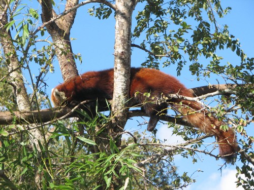 Red Panda at Adelaide Zoo, South Australia Red Panda at Adelaide Zoo, South Australia