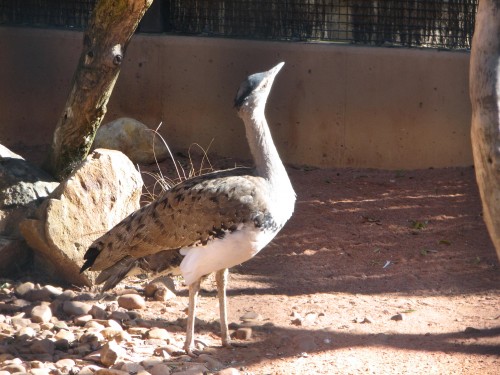 Australian Bustard, Adelaide Zoo Australian Bustard, Adelaide Zoo