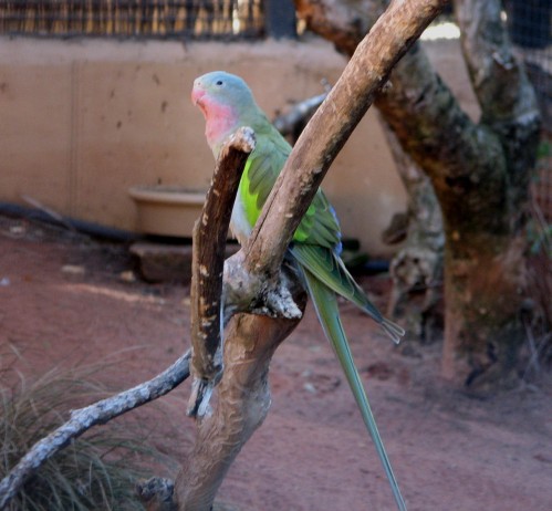 Princess Parrot, Adelaide Zoo Princess Parrot, Adelaide Zoo