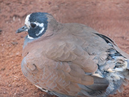Flock Bronzewing Pigeon, Adelaide Zoo Flock Bronzewing Pigeon, Adelaide Zoo