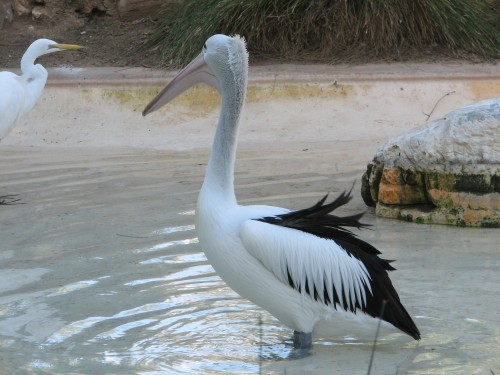 Australian Pelican, Adelaide Zoo Australian Pelican, Adelaide Zoo