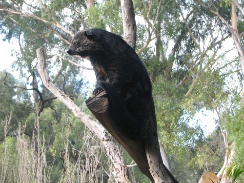 Binturong at the Adelaide Zoo