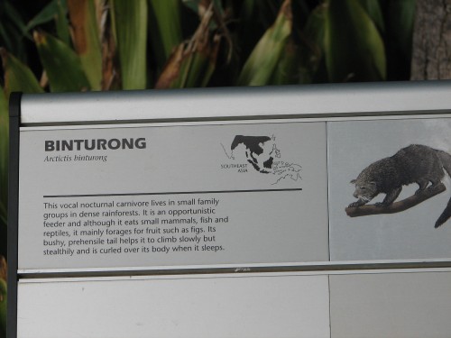 Binturong at the Adelaide Zoo