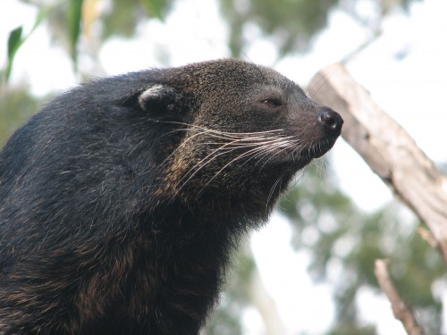 Binturong at the Adelaide Zoo
