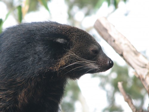 Binturong at the Adelaide Zoo