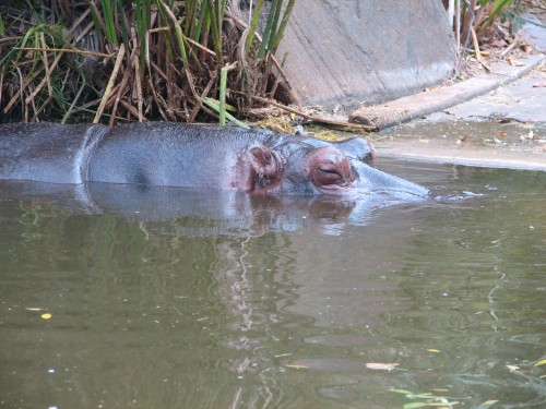 Hippopotamus at Adelaide Zoo