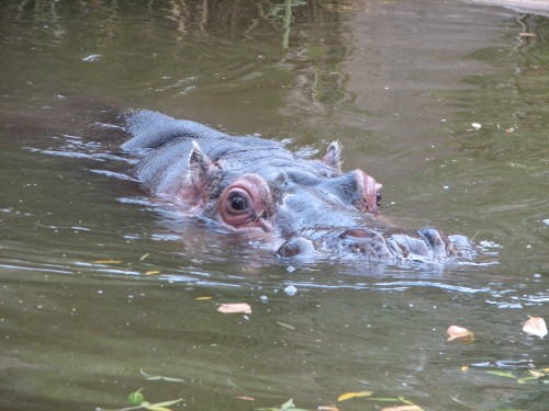 Hippopotamus at Adelaide Zoo