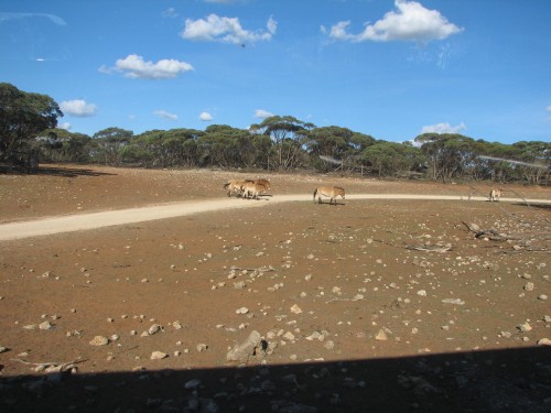 Mongolian Horses, Monarto Zoo, South Australia