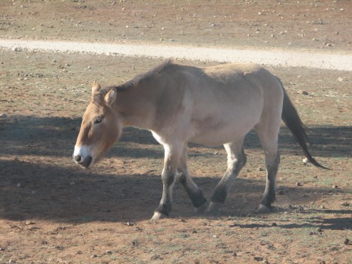 Mongolian Horse, Monarto Zoo, South Australia