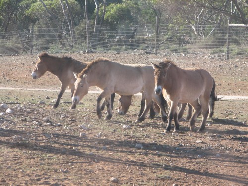 Mongolian Horses, Monarto Zoo, South Australia