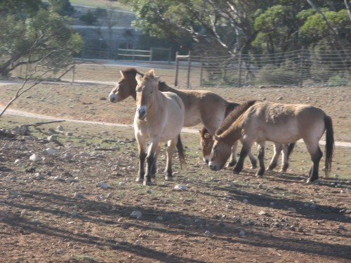 Mongolian Horses, Monarto Zoo, South Australia