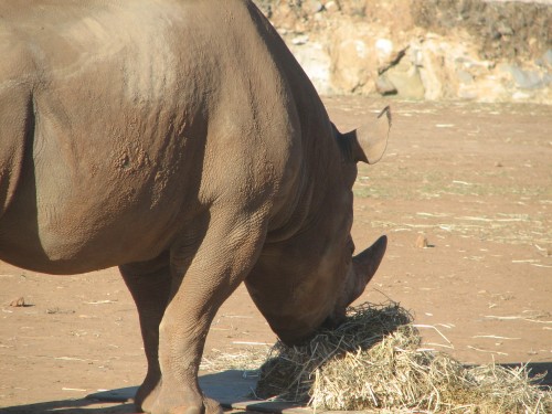 White Rhinoceros at Monarto Zoo, South Australia White Rhinoceros at Monarto Zoo, South Australia
