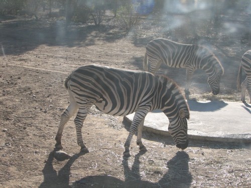 Chapman's Zebra, Monarto Zoo, South Australia Chapman's Zebra, Monarto Zoo, South Australia