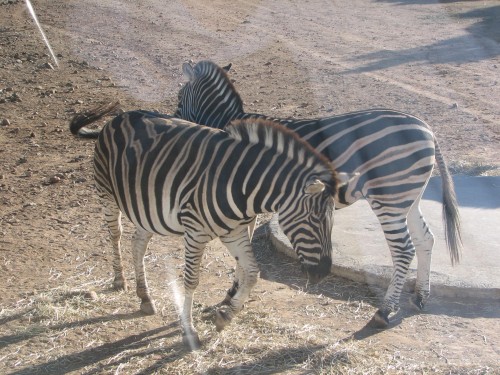 Chapman's Zebra, Monarto Zoo, South Australia Chapman's Zebra, Monarto Zoo, South Australia