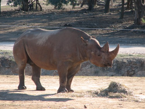 White Rhinoceros at Monarto Zoo, South Australia White Rhinoceros at Monarto Zoo, South Australia