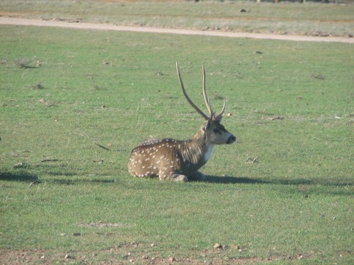 Chital Deer, Monarto Zoo, South Australia Chital Deer, Monarto Zoo, South Australia