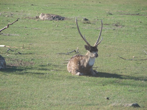 Chital Deer, Monarto Zoo, South Australia Chital Deer, Monarto Zoo, South Australia