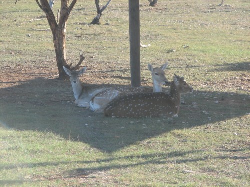 Chital Deer, Monarto Zoo, South Australia Chital Deer, Monarto Zoo, South Australia