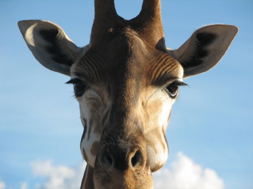 Giraffe at Monarto Zoo, South Australia Giraffe at Monarto Zoo, South Australia