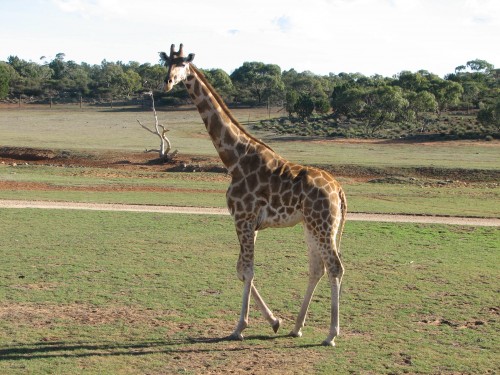 Giraffe at Monarto Zoo, South Australia Giraffe at Monarto Zoo, South Australia