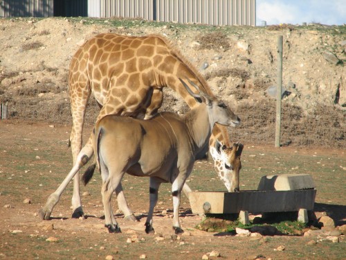 Giraffe at Monarto Zoo, South Australia Giraffe at Monarto Zoo, South Australia