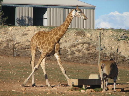 Giraffe at Monarto Zoo, South Australia Giraffe at Monarto Zoo, South Australia