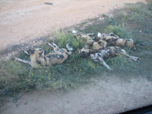 African Wild Dogs, Monarto Zoo, South Australia African Wild Dogs, Monarto Zoo, South Australia