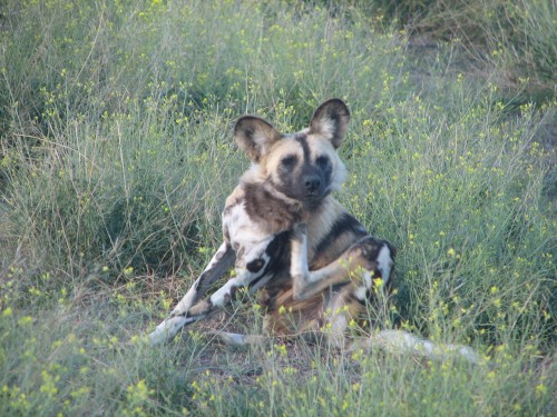 African Wild Dogs, Monarto Zoo, South Australia African Wild Dogs, Monarto Zoo, South Australia