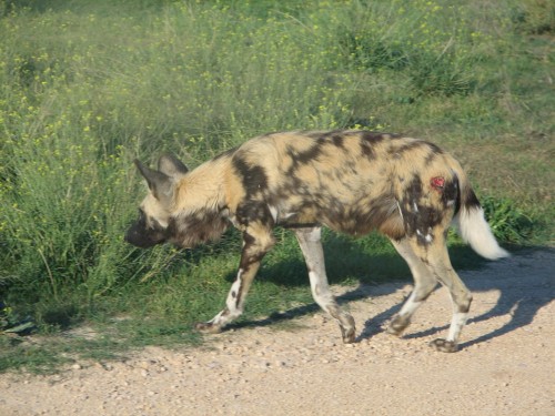 African Wild Dogs, Monarto Zoo, South Australia African Wild Dogs, Monarto Zoo, South Australia