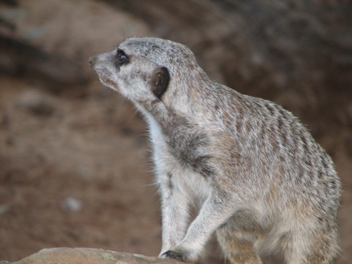 Meerkat at Monarto Zoo, South Australia Meerkat at Monarto Zoo, South Australia